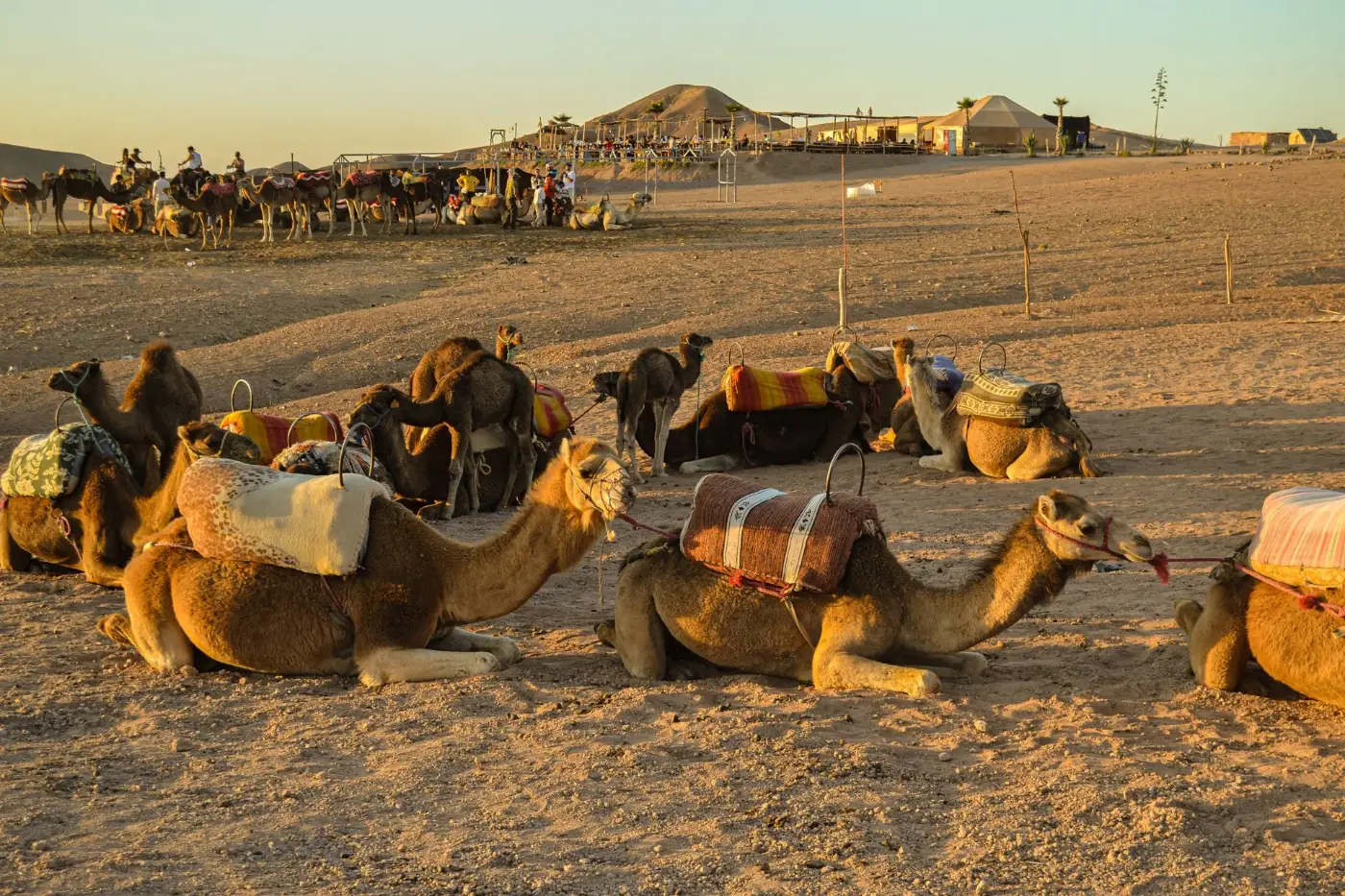 Camels with colourful saddles resting on the Agafay stone desert at sunset, a camp in the distance