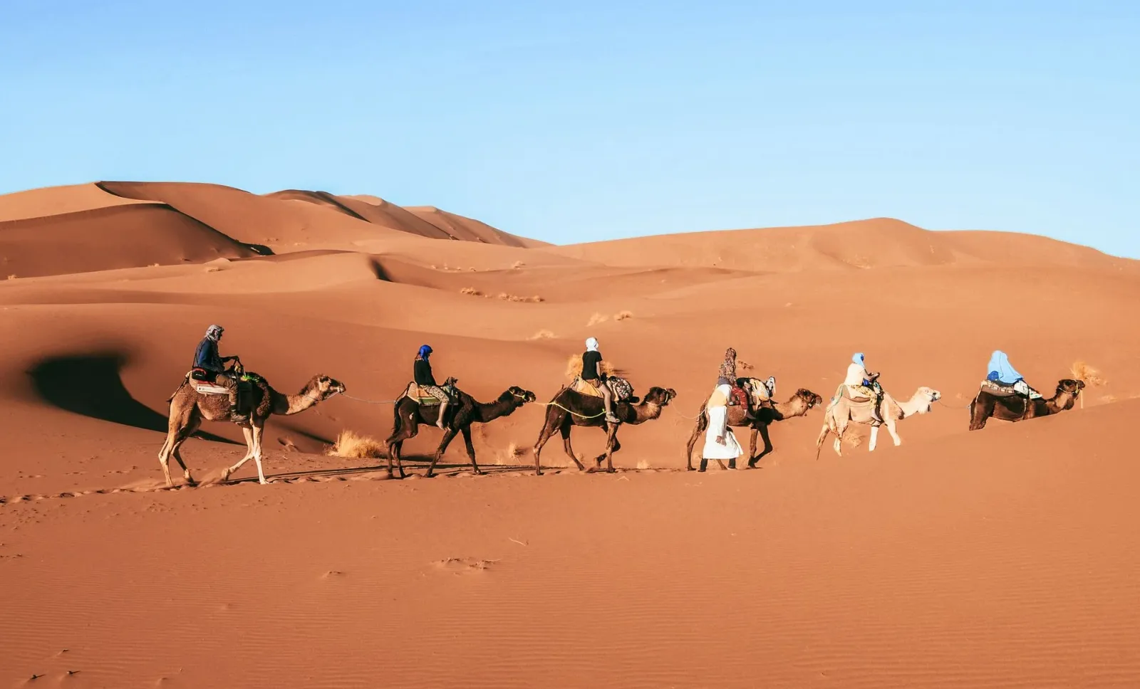 Camel caravan crossing tall orange sand dunes in the Sahara